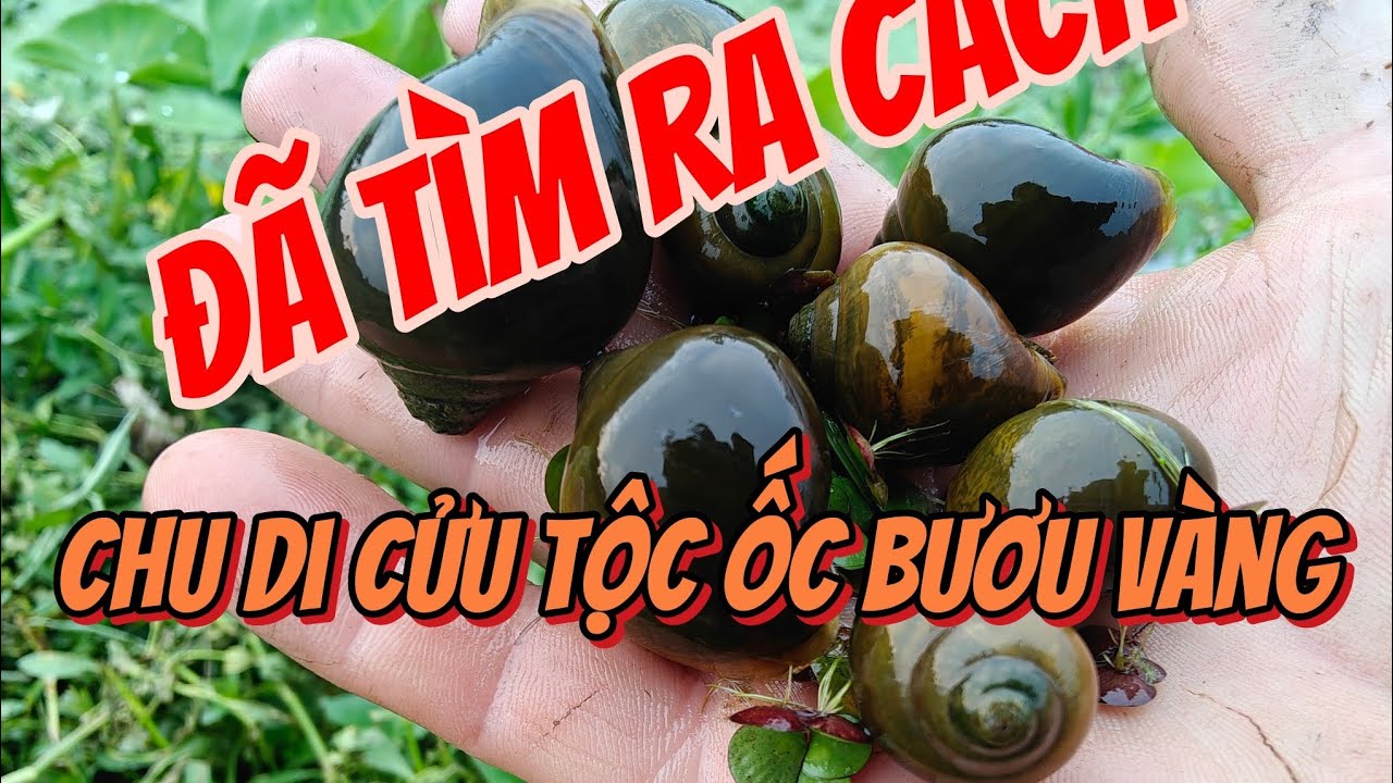 Chia sẻ cách khống chế ốc bươu vàng trong ao nuôi ốc nhồi cự kì hiệu quả 