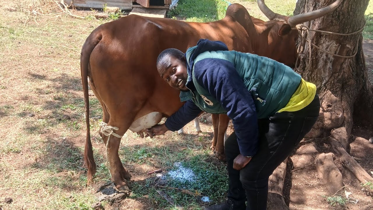 Milking the cow for the first time after it delivered