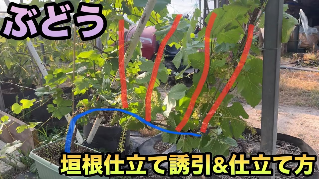 ぶどう垣根仕立ての誘引&仕立て方〜どこでも簡単にぶどうを栽培〜2024-05-23