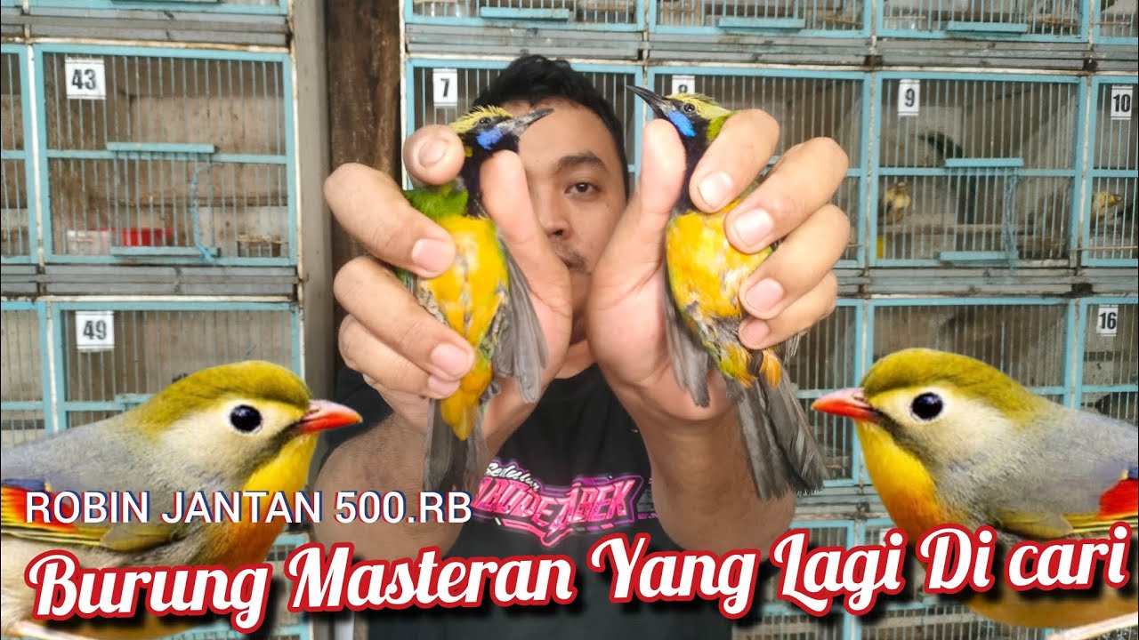 BURUNG MASTERAN YANG LAGI DI CARI.ROBIN JANTAN 500.RB