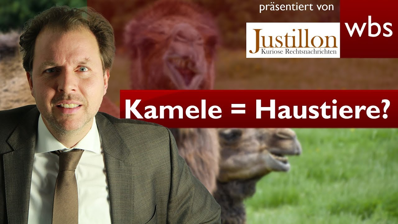 Vom Kamel gefallen – Sind Kamele nützliche Haustiere? | Rechtsanwalt Christian Solmecke