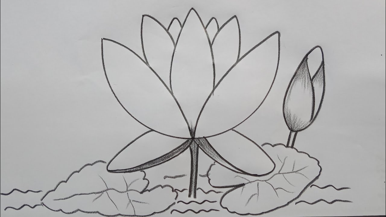 🥰How to draw Water lily easy and simple 🥰 শাপলা ফুল অংকন🥰 Lily flower drawing 🥰