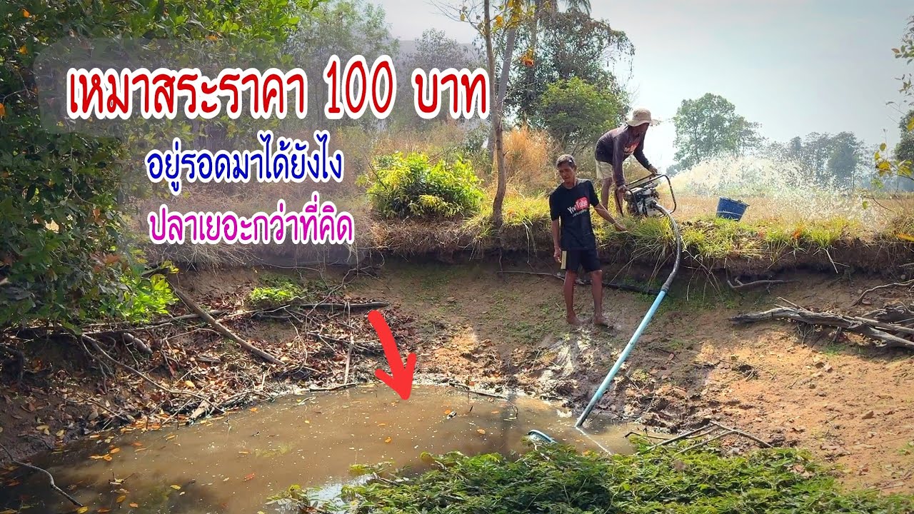 น่าเหลือเชื่อสระแบบนี้อยู่รอดมาได้ยังไง เหมาสระเล็กแห่งปีราคา 100฿ ปลาเยอะเกินตัว