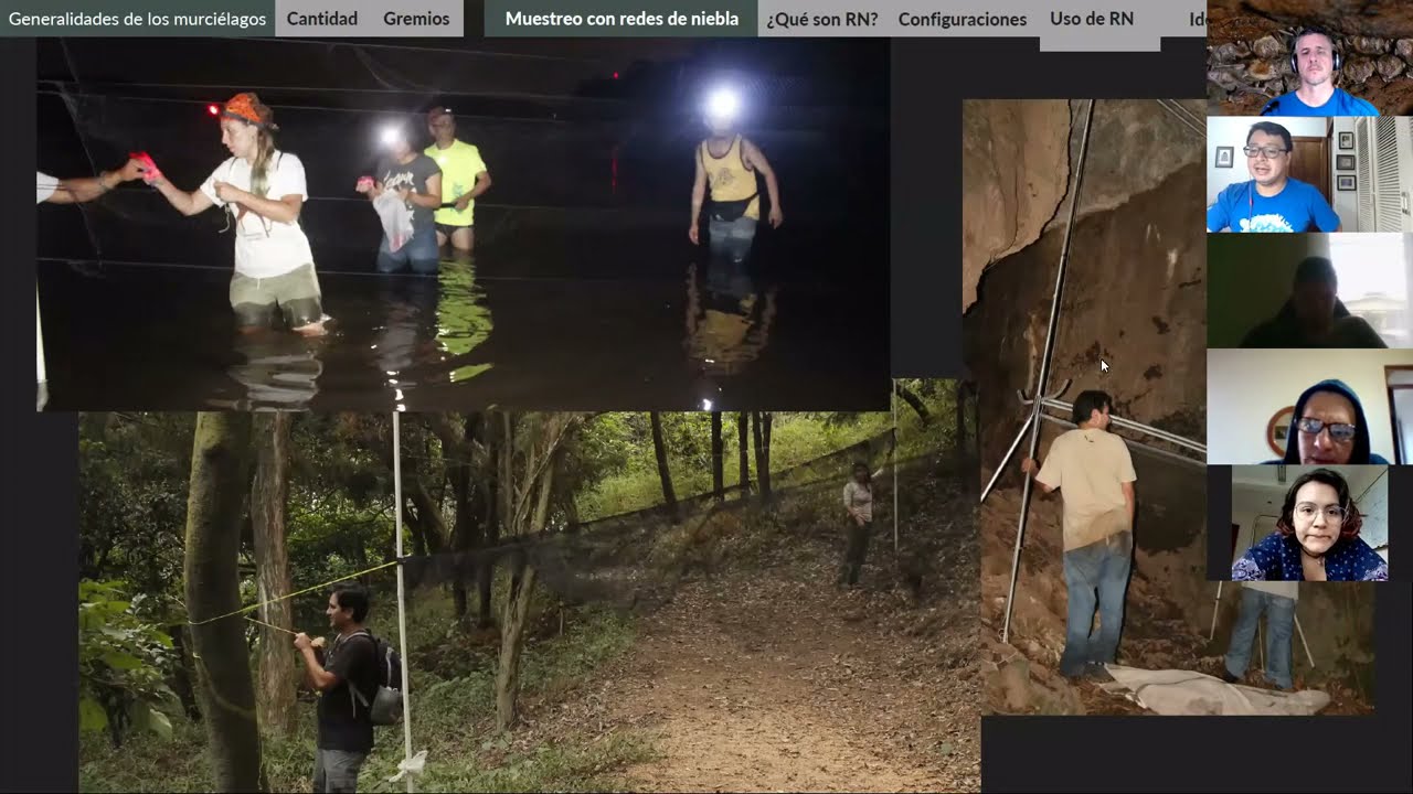 Uso de redes de niebla y trampas arpa para muestreo de murciélagos