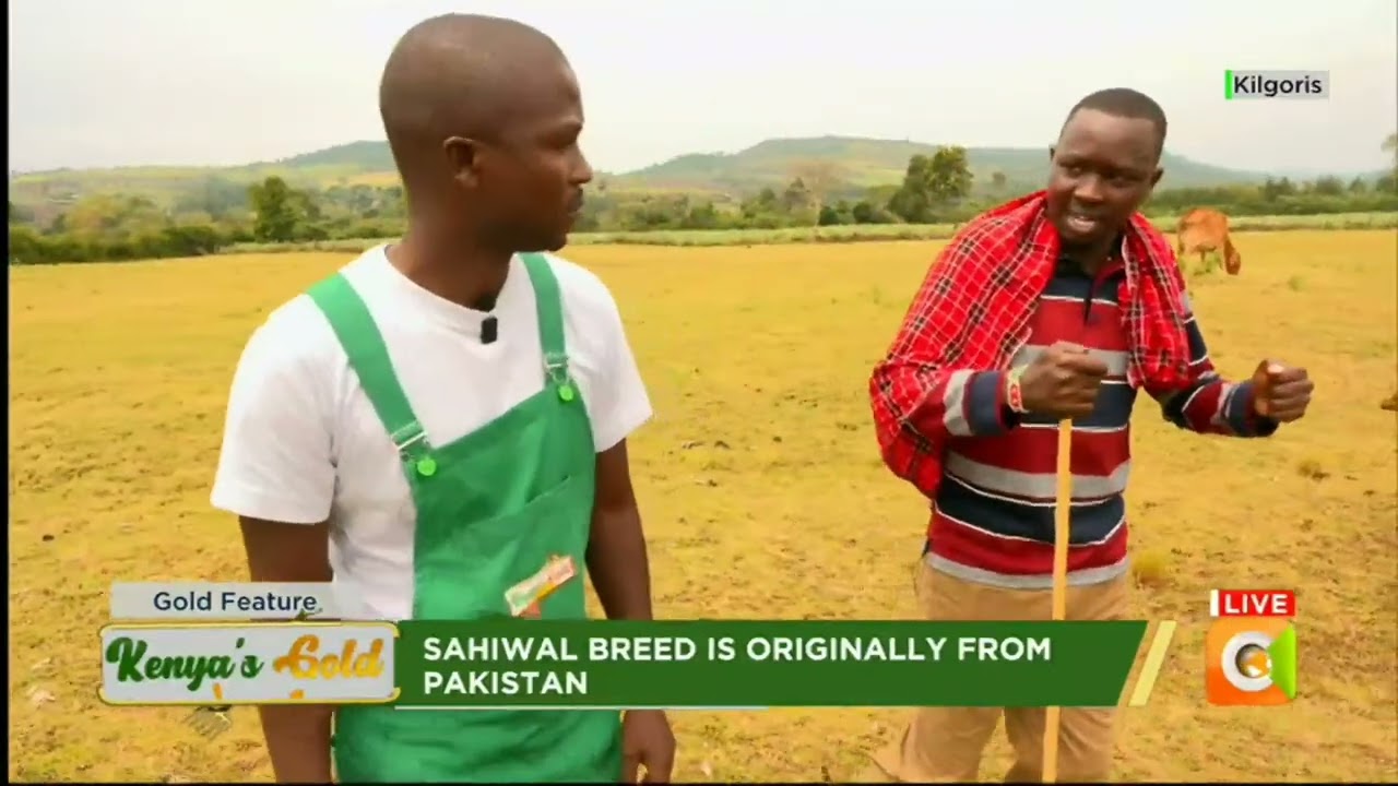 Kenya's Gold | Sahiwal Cattle Breed - Gold Feature