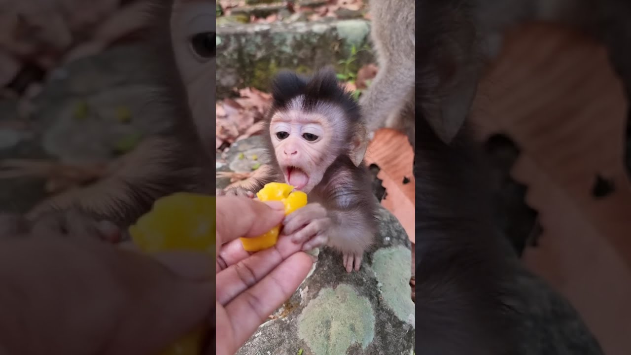 Lovely baby monkey & real mom to care #shorts