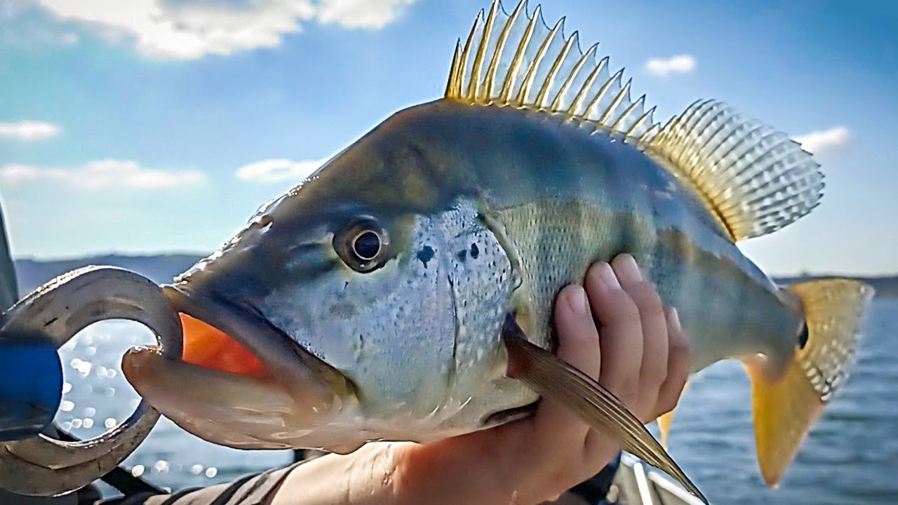 Em busca dos MONSTROS do Lago de Furnas - Pesca Esportiva