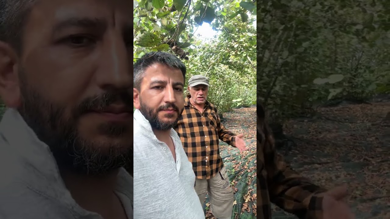 Fındık file ile hasat &ccedil;ok d&uuml;ş&uuml;k maliyete 