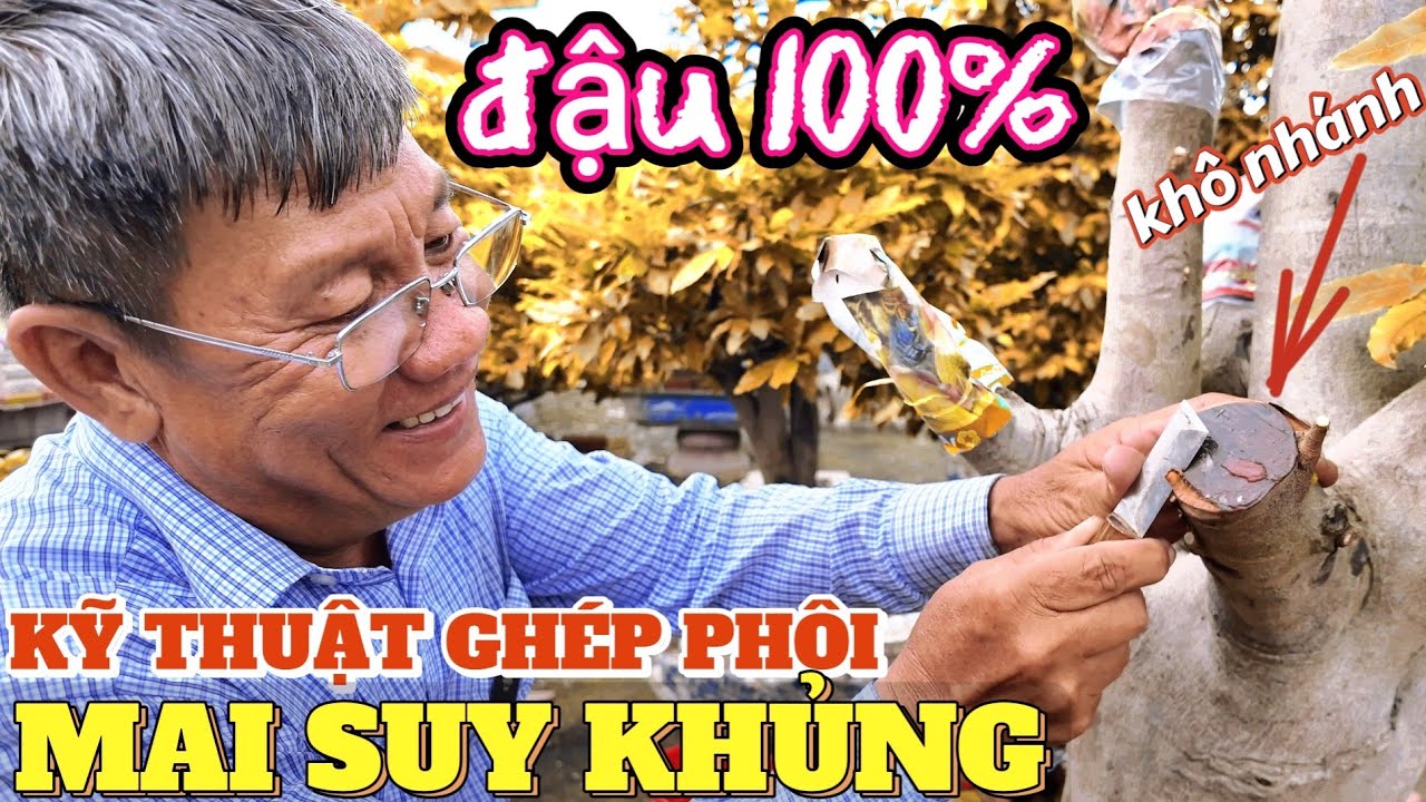 Kỹ thuật ghép phôi mai vàng suy khủng KHÔNG RỚT - Út Đực tiết lộ bí quyết 30 năm CHƯA TỪNG CHIA SẺ!