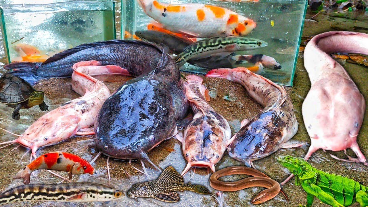 Wow Mancing Ikan Lele Albino Dalam Lubang, Lele Raksasa, Ikan Gabus, Ikan Toman, Ikan Hias, Marmut