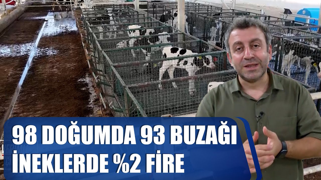 98 Doğumda 93 Buzağı - İneklerde %2 Fire / Davut Karaman Kalem Kalem Açıklıyor / Verimli Çiftlikler