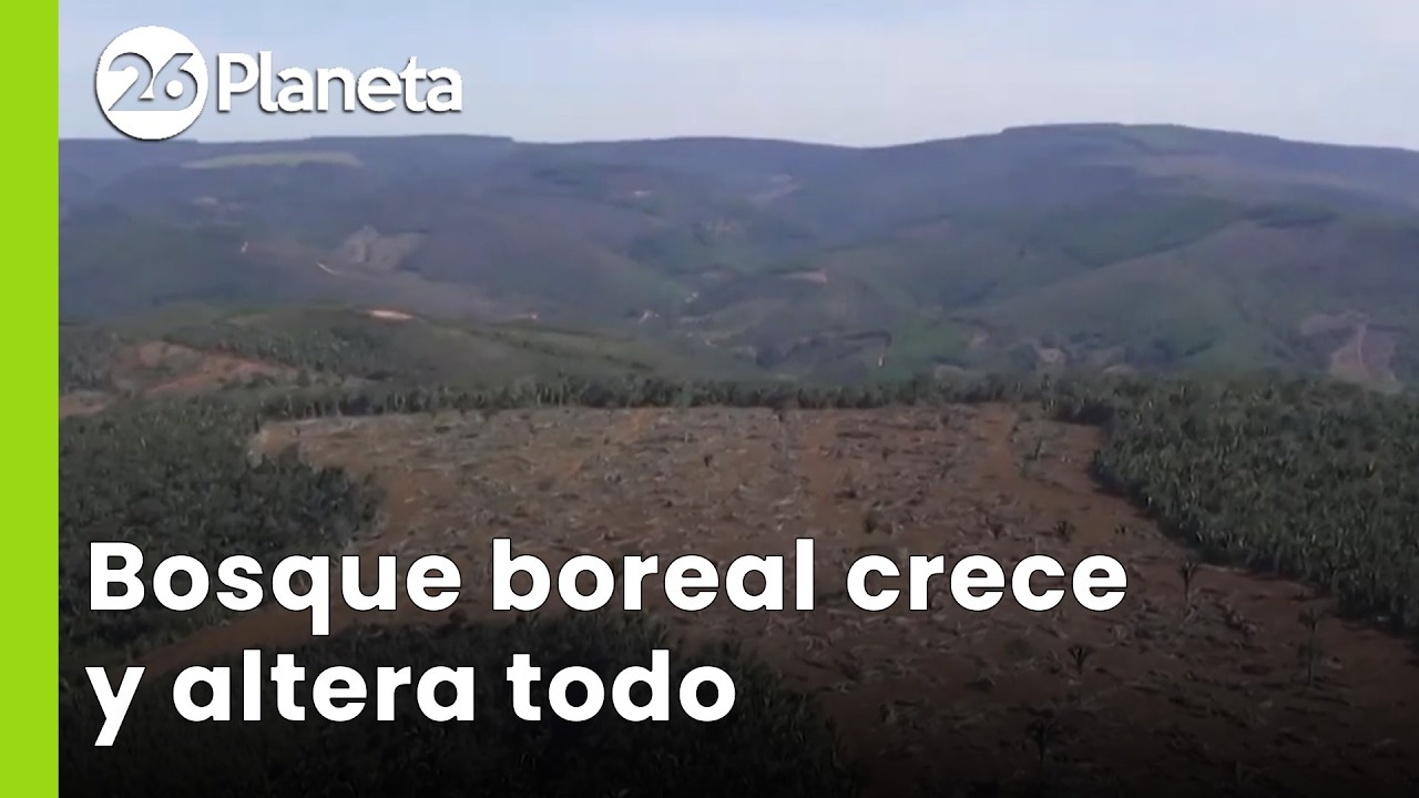 🌳 CAMBIO CLIMÁTICO | El bosque boreal aumenta y altera el equilibrio | #26Planeta