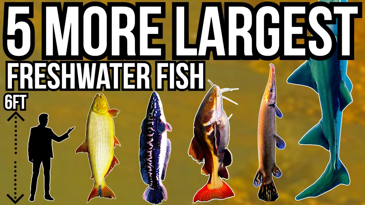 5 More of The Largest Freshwater Fish In The World Part 5