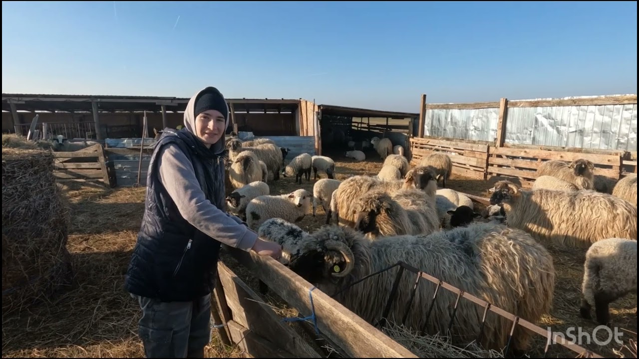 800  OI BUCALAI A FAMILIEI LUPU AUREL DIN JEBEL.TIMIS.AURA IONELA IUBEȘTE OILE ȘI ÎȘI AJUTA TATĂL