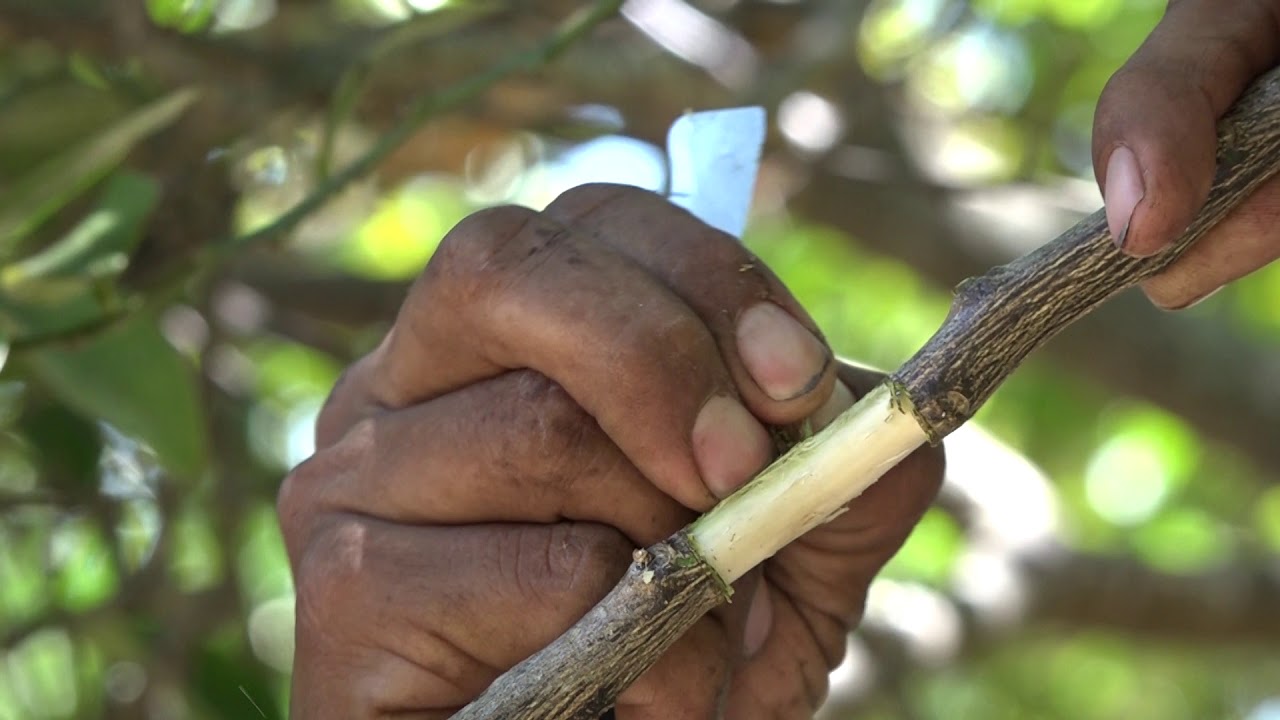 Acodo aéreo en frutales