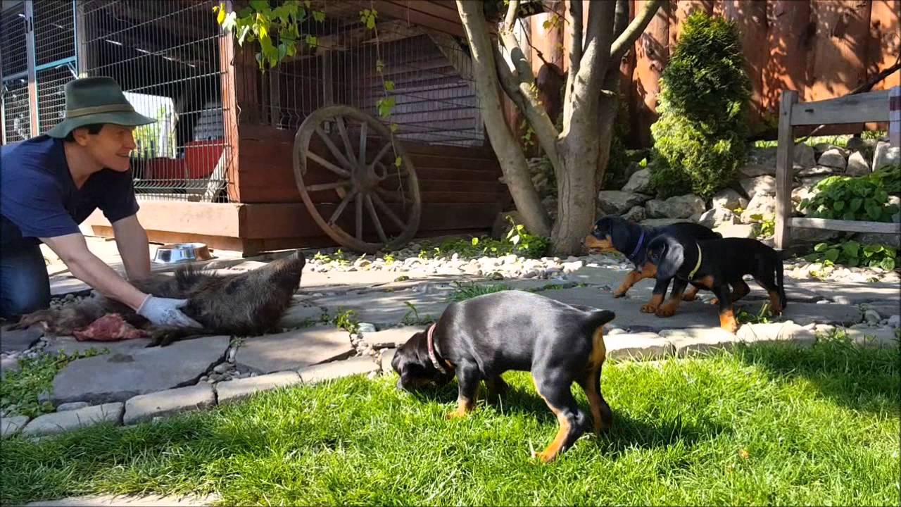 Kopov puppies wild boar training