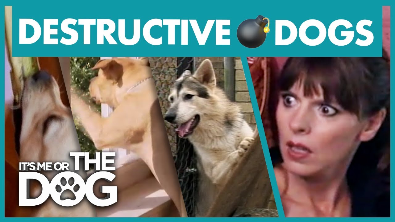 The Most Destructive Dogs | Best of It's Me or the Dog