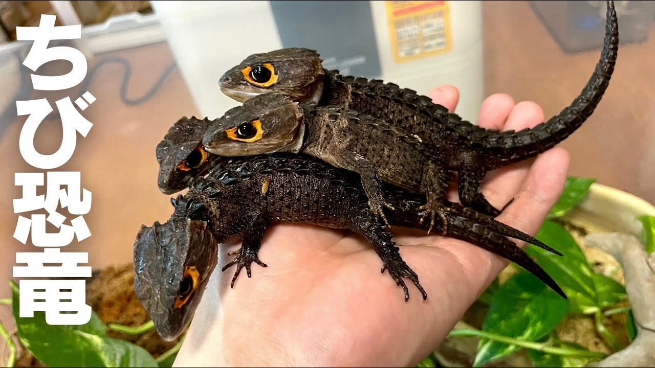 ちび恐竜たちの卵を取りたい...！！【アカメカブトトカゲ】