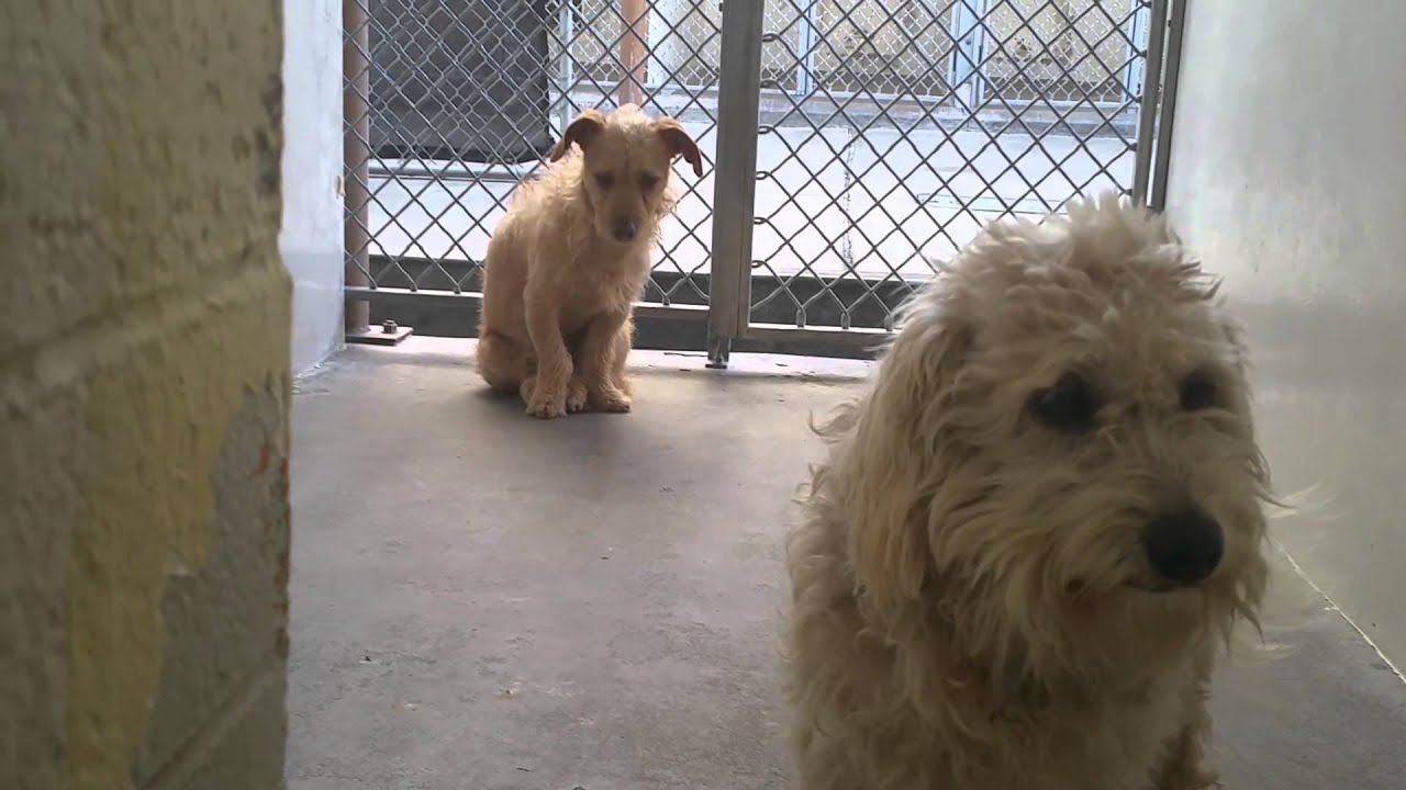 1st Day At The Shelter : 3 year Poodle and 1 year Terrier