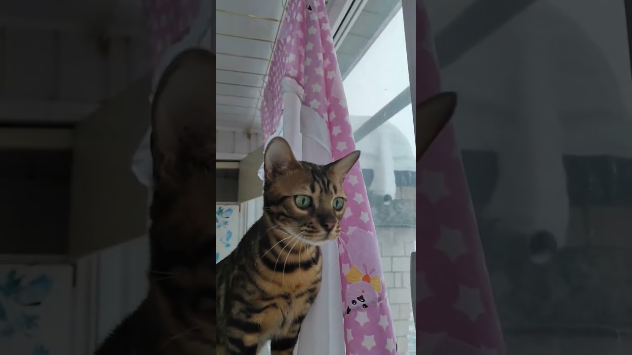 Летом это будет банда на самовыгуле ) #cat #animals #бенгал #бенгалы #кот