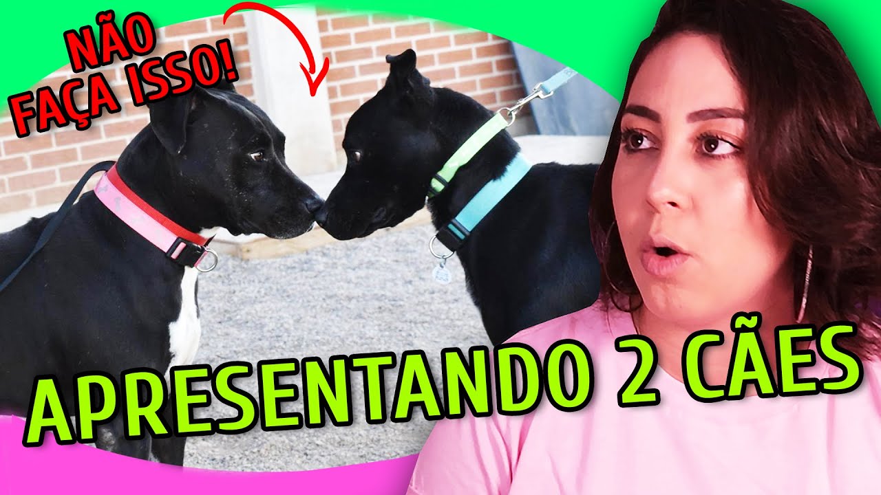 COMO SOCIALIZAR UM CÃO ADULTO (E O QUE NUNCA FAZER!)