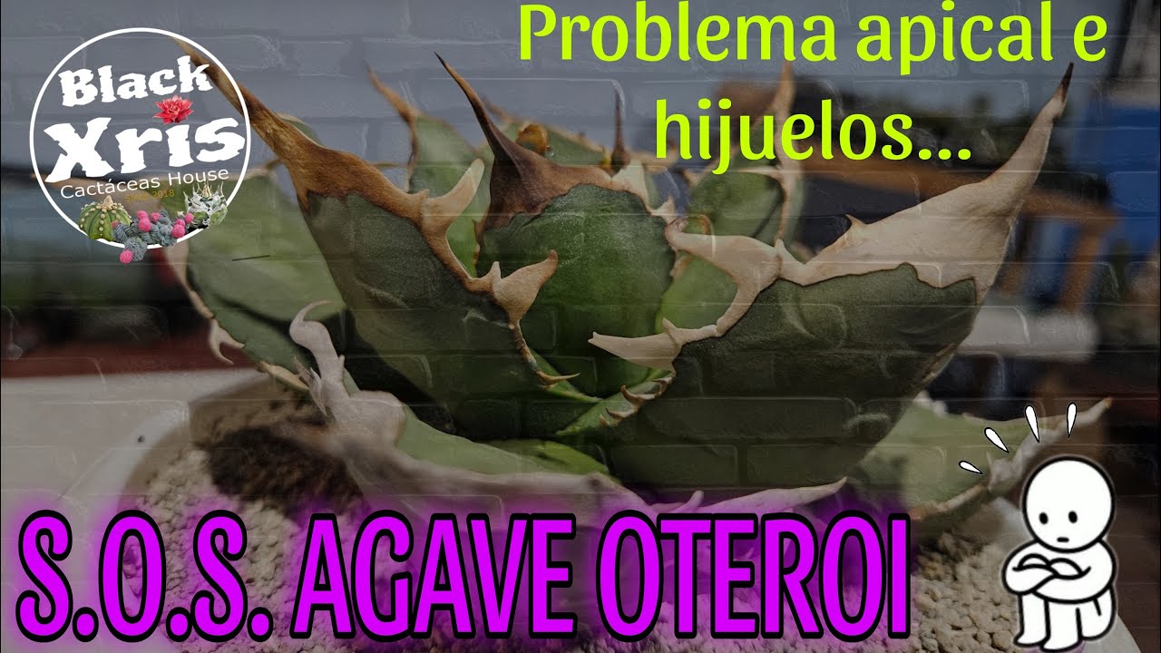 AGAVE OTEROI: PROBLEMA APICAL S.O.S