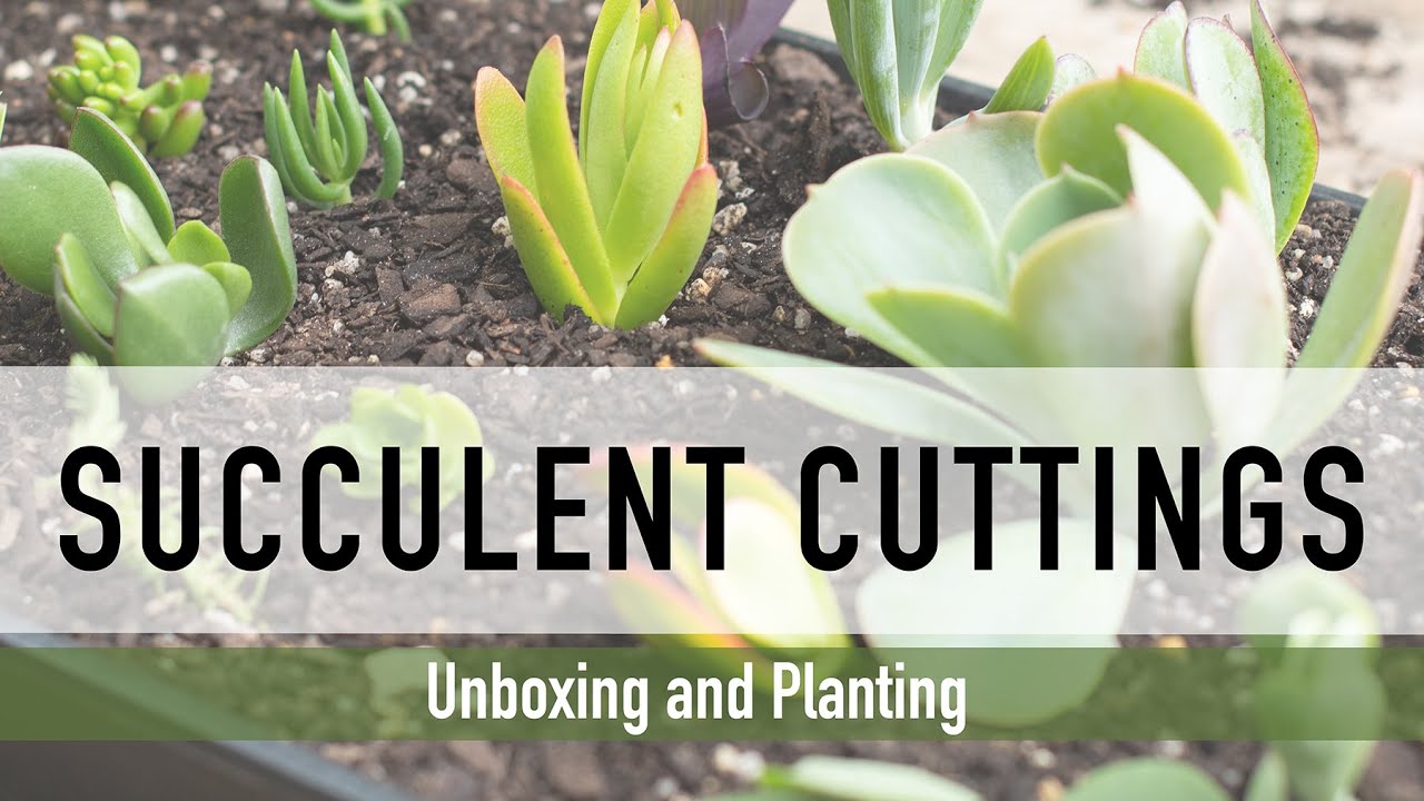 Succulent Cutting Unboxing and Review. Part 1 of 2. How to Grow in Soil. Propagating. Buying Online.