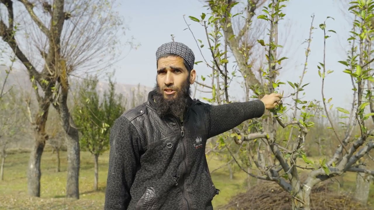 Apple tree pruning In Kashmir 🍎🍎