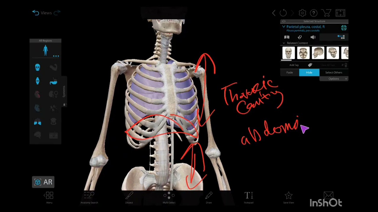 Thorax anatomy 1