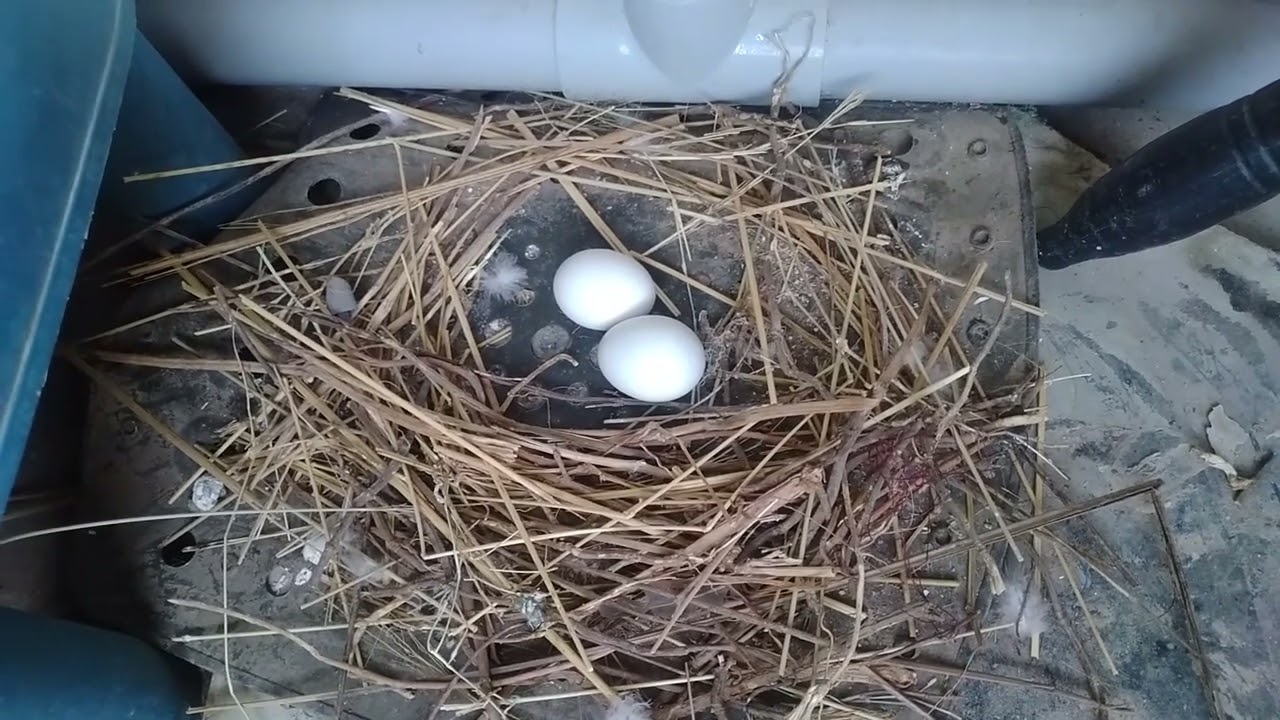 pigeon nest in my balcony