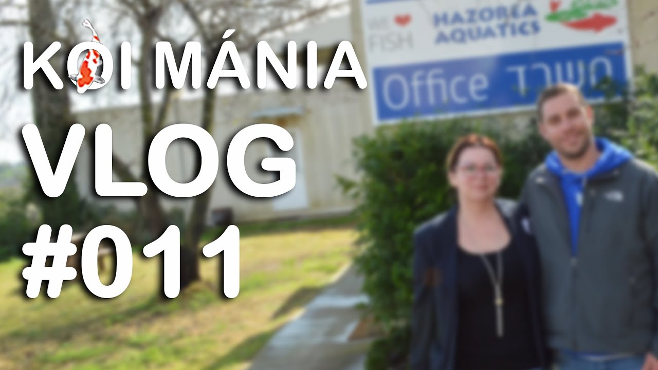Koi Mánia VLOG#011 - Hazorea Aquatics Koi Farm és Koi-Kin Farm Izrael
