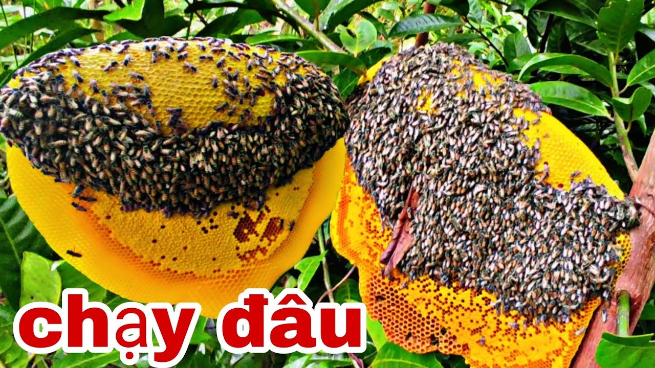 bắt gặp những tổ ong ruồi siêu chất lượng ngày mưa bão