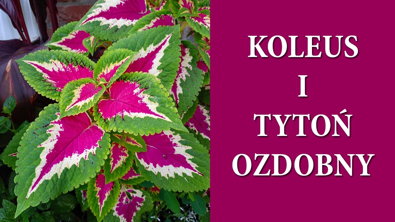 KOLEUSY jak wysiać, pielęgnacja / Sieję TYTOŃ OZDOBNY / Jak wygląda rozsada w lutym / MrsGarden