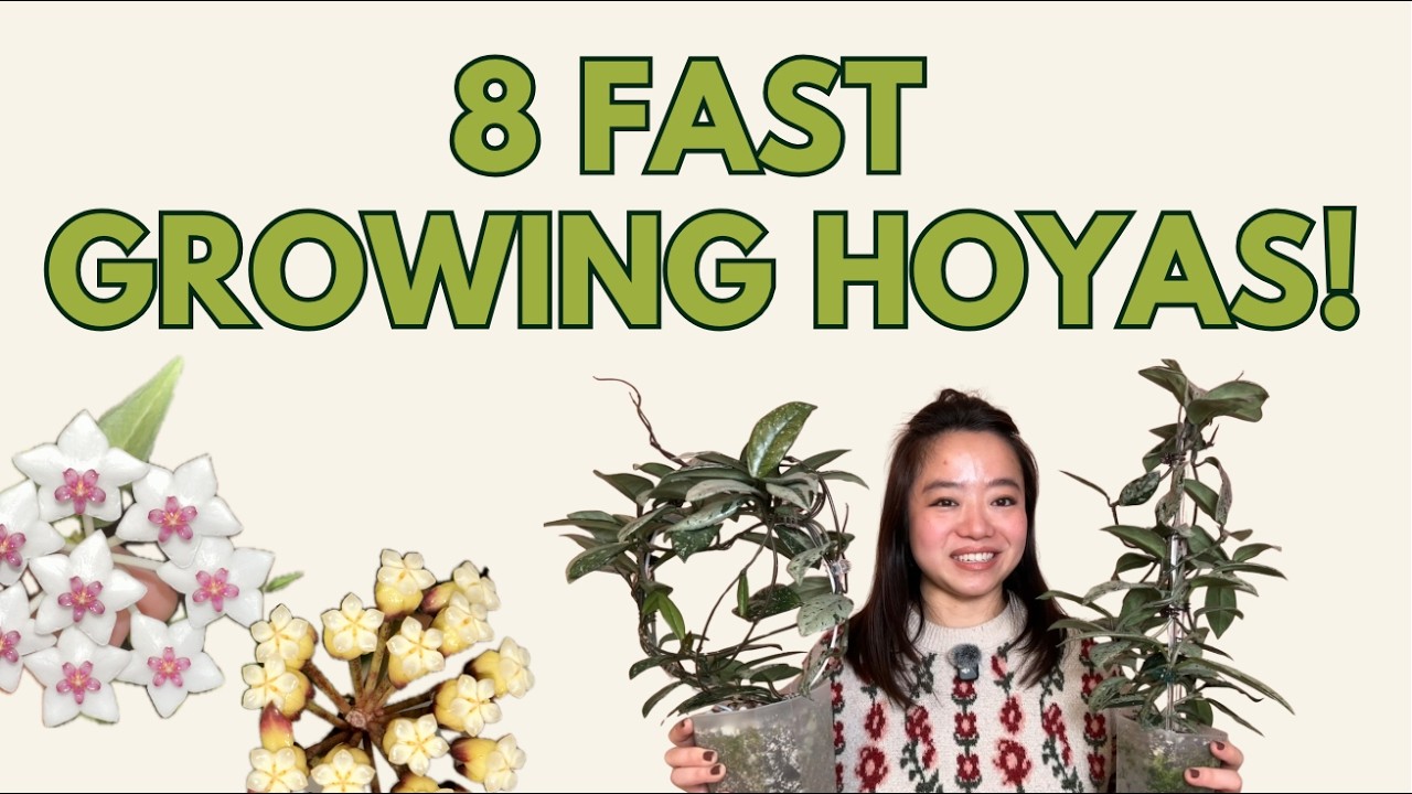 If You’re Impatient… These 8 Hoyas Grow Fast 🌿