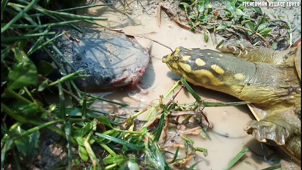 Monster Tortoise Hunting Catfish in a Hole. Unique hunting style in riverside.