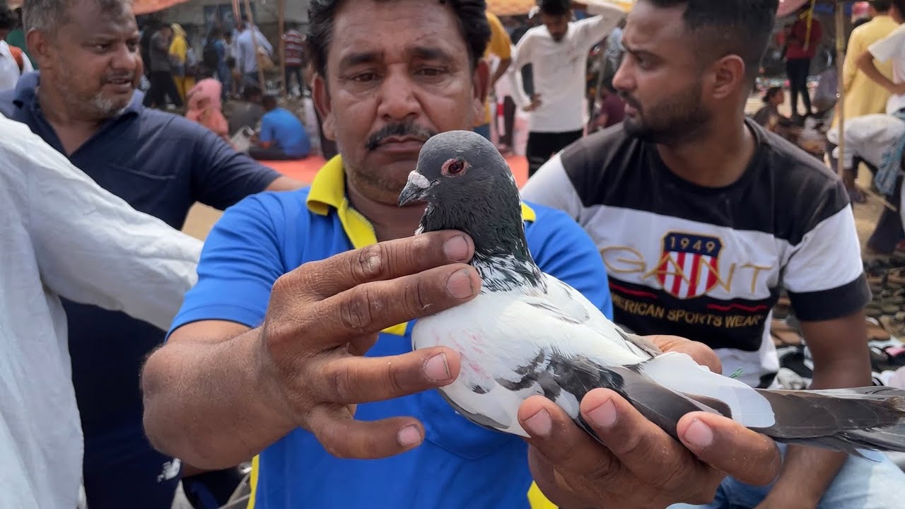jama masjid kabootar market delhi 18/06/2023 kabutar market Delhi white pigeons