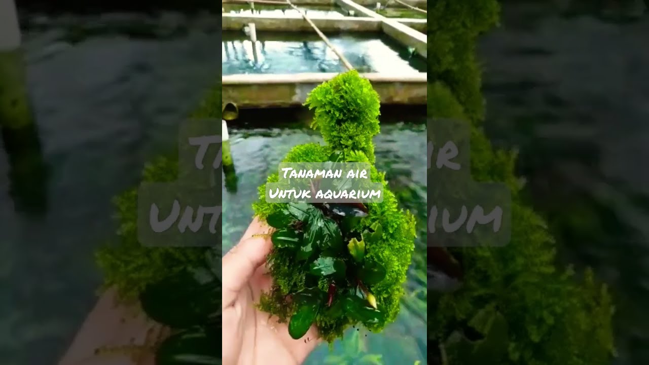 Tanaman air untuk aquarium #shorts #shortsvideo #tanamanair