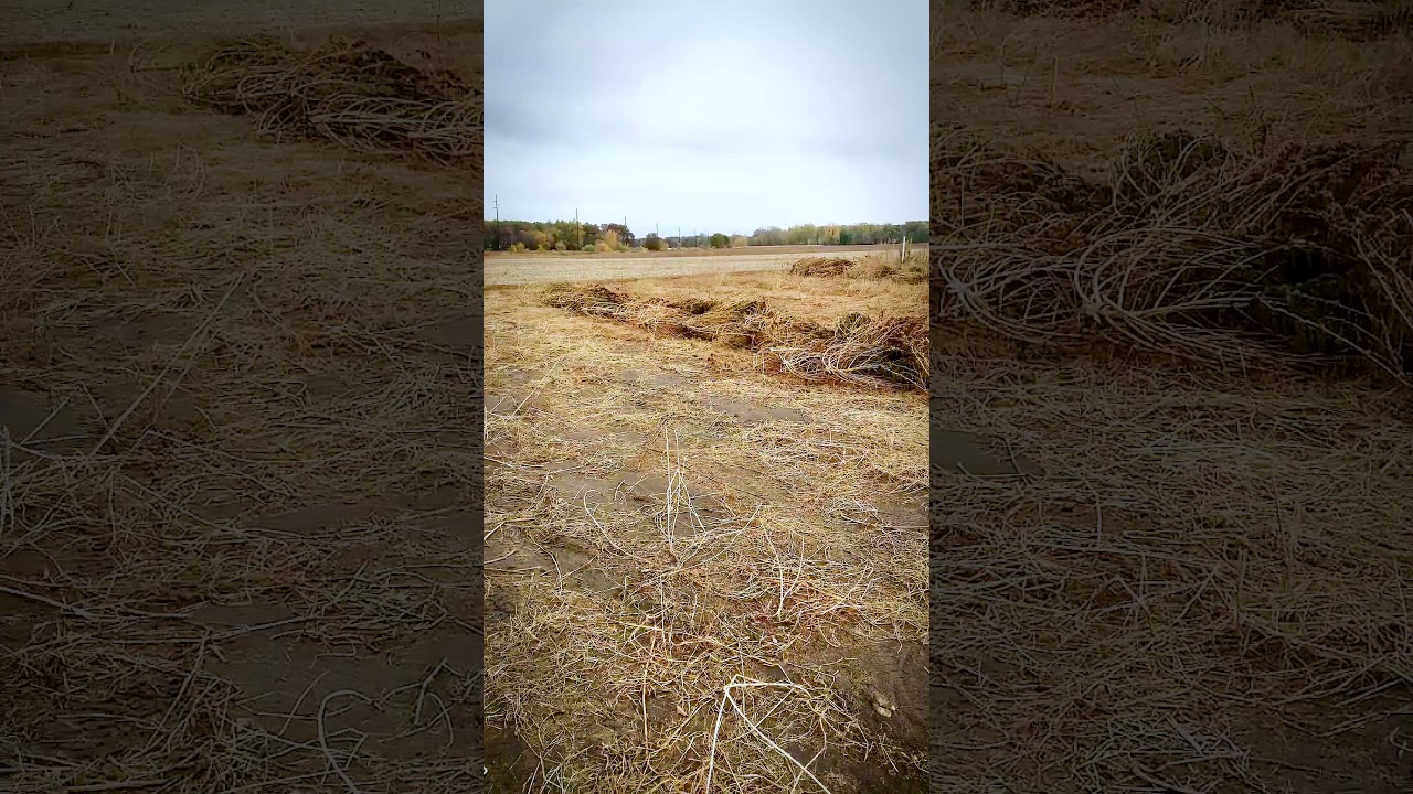 Harvested Our Hemp Crop