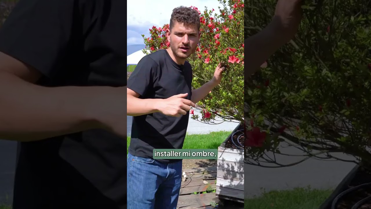 🌸 D&eacute;couvrez cette azal&eacute;e g&eacute;ante exceptionnelle !