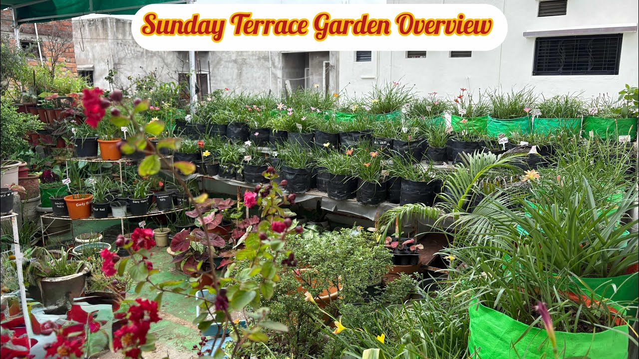 Sunday Terrace Garden Overview 🥰