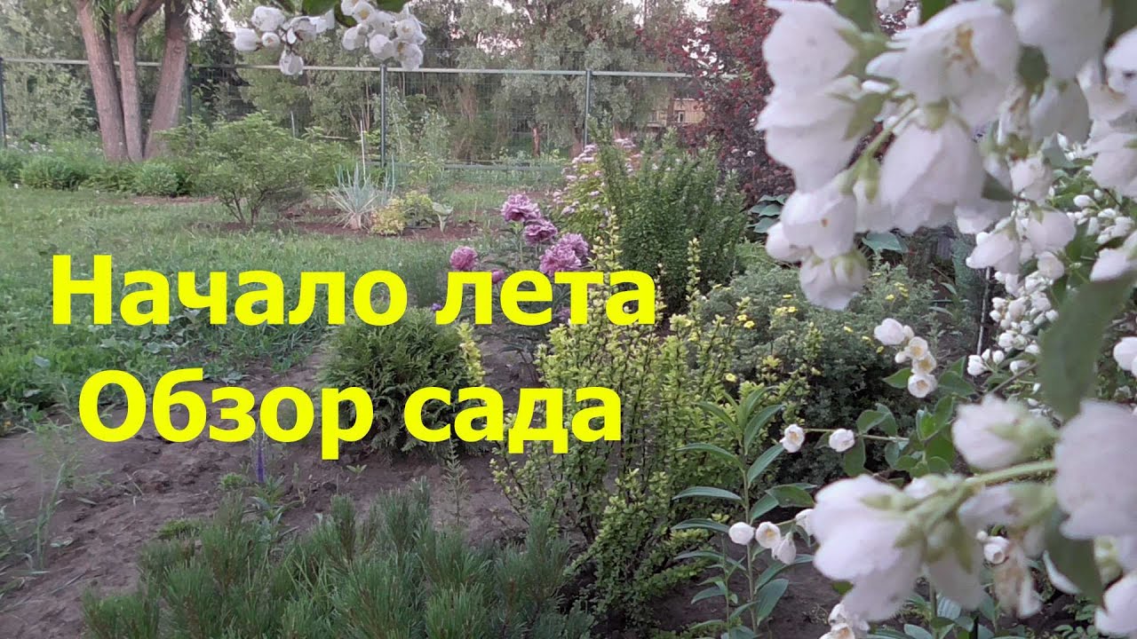 Начало благоустройства. Гуляю по саду. Обзор растений с названиями. Гроза. Цапля.