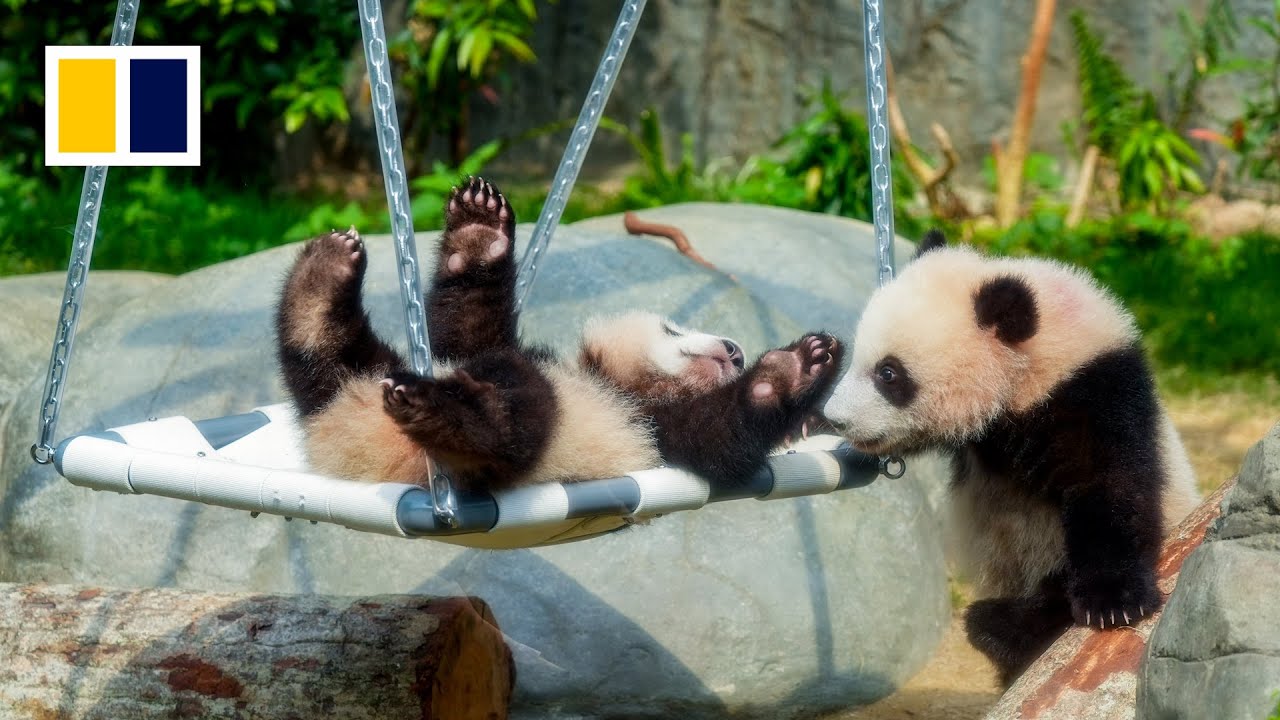WATCH LIVE: Ocean Park’s twin pandas placed in enclosure with mother for the first time