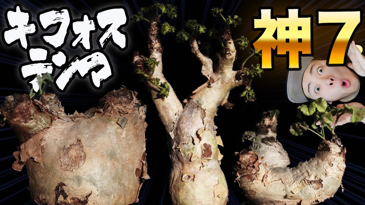 我が家のキフォステンマ神７【色んなフォルムでランキング！】SNS見てて皆さん良株持ってて羨ましいSP