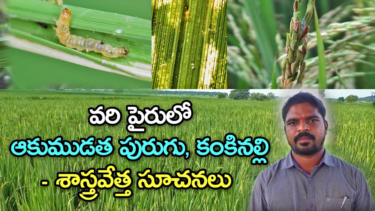 వరి పైరును నష్టపరుస్తున్న ఆకుముడత, కంకినల్లి - నివారణ చర్యలు||Paddy Pest Control || Karshaka Mitra