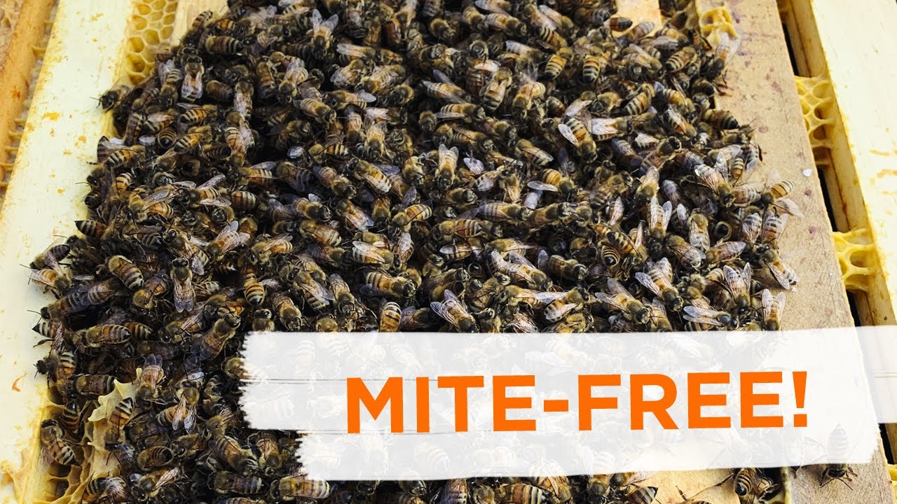This can be a huge help in keeping your bees varroa mite free!