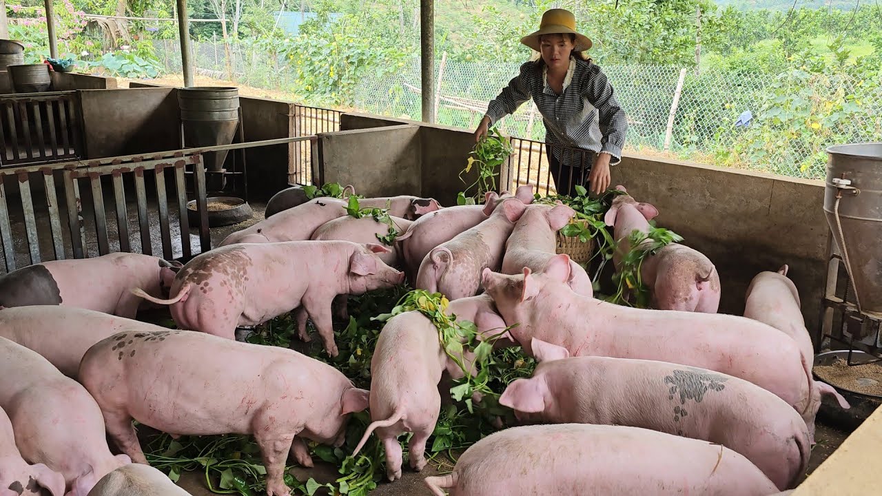 Pig care.  Harvest vegetables, tubers and fruits and bring them to the market to sell.  (Ep179).