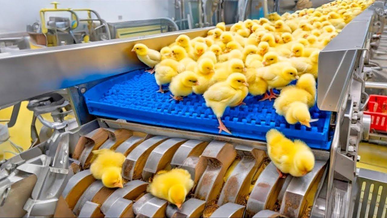 Chicken Mega Factory: Chicken Egg Incubation Technology - Broiler Raising Method & Process