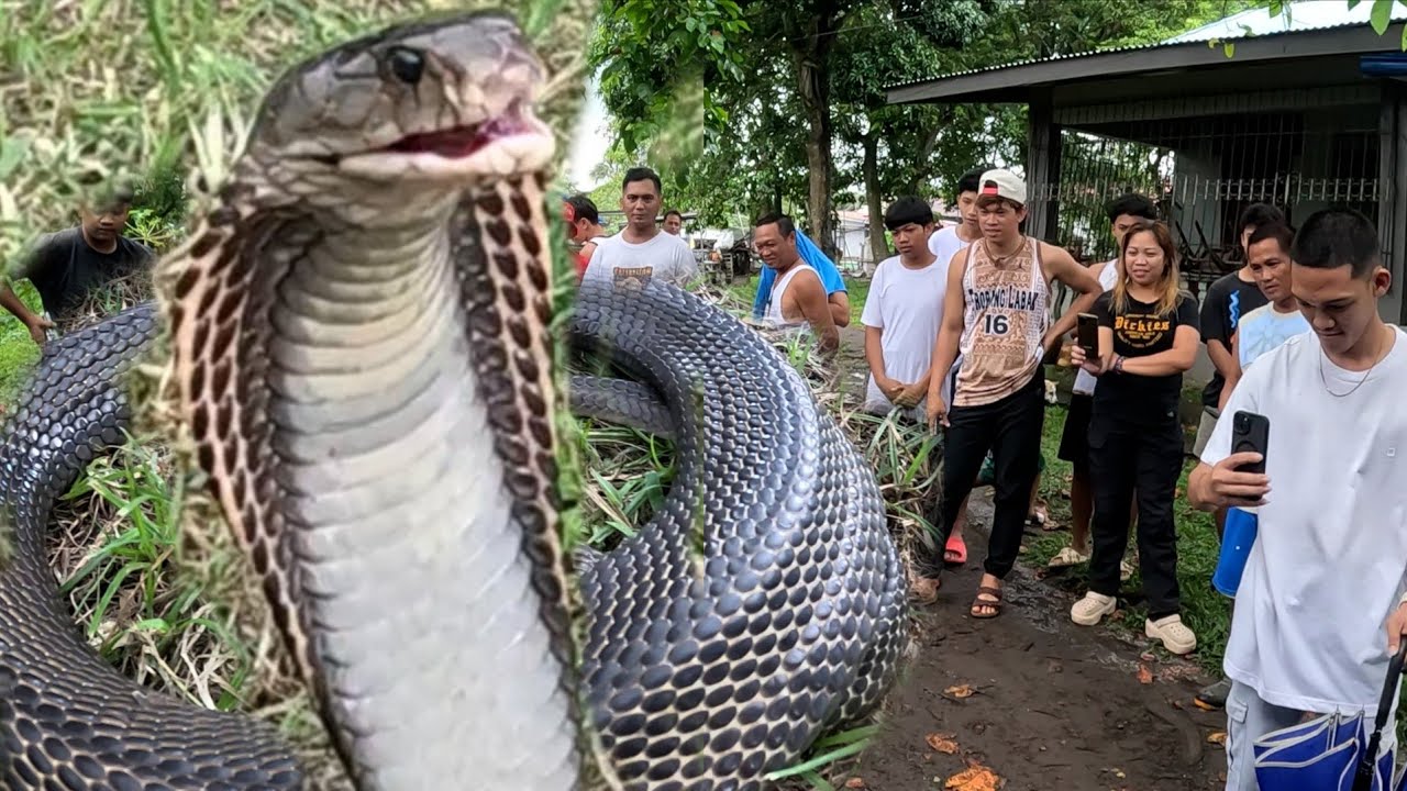 SCHOOL NA MAY NAKAKATAKOT NA COBRA