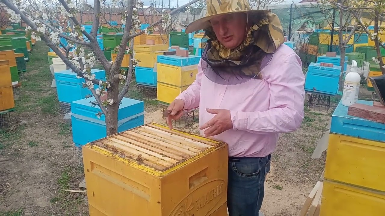 113. A venit timpul să intervenim cu faguri artificiali cu spargerea cuiburilor.