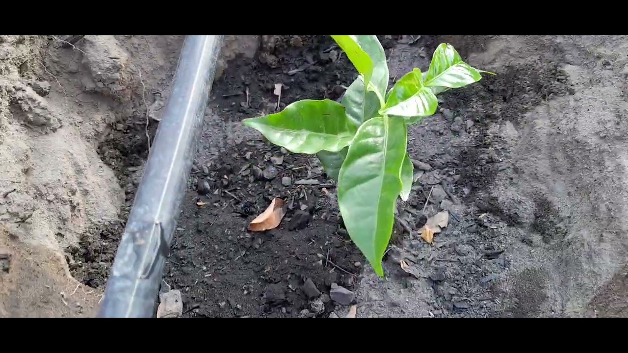 Conheça mundas de café novo mundo. 
